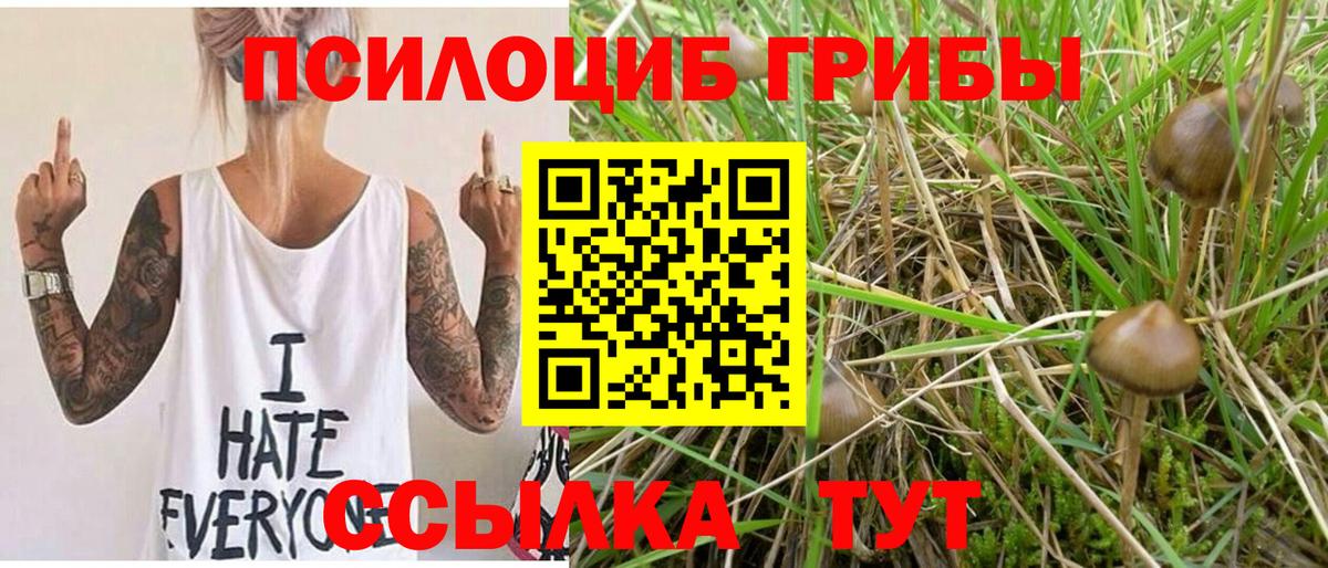 Черняховск  Галлюциногенные грибы Psilocybe  Вход с VPN 